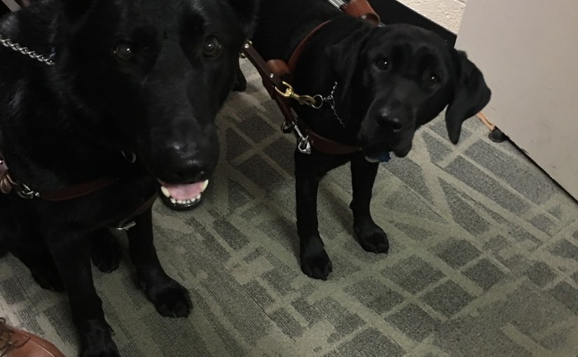 My Girls’ Canine&nbsp;Family!