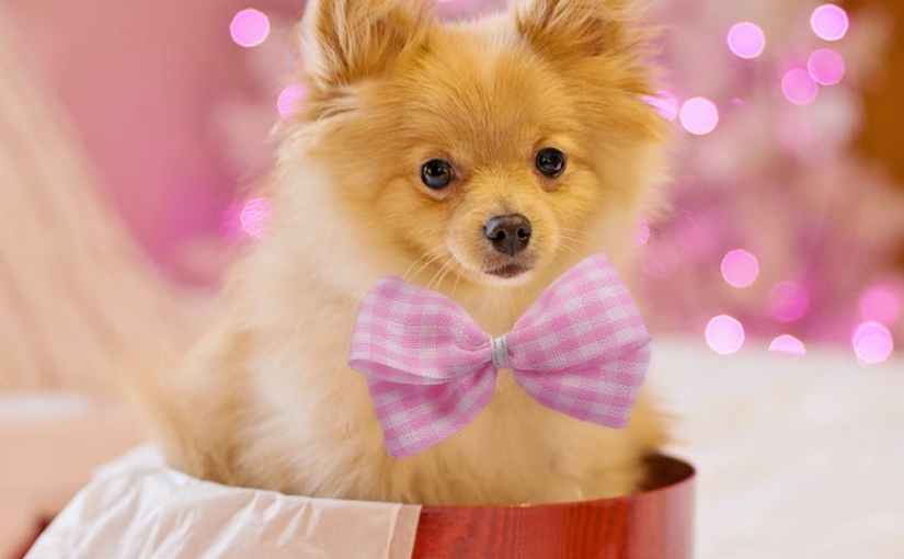 If I Could Name All the Guide Dog Puppies | A List of Names Beginning with&nbsp;“C”