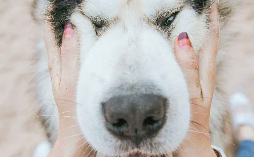 If I could Name All the Guide Dog Puppies | A List of Names Beginning with&nbsp;D