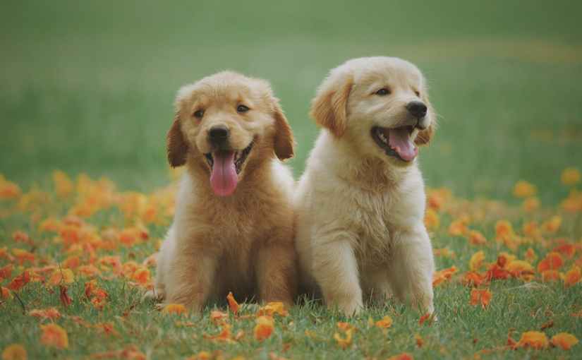 If I Could Name All the Guide Dog Puppies | A List of Names Beginning with&nbsp;E