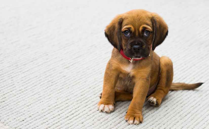 If I Could Name All the Guide Dog Puppies | A List of Names Beginning with&nbsp;G